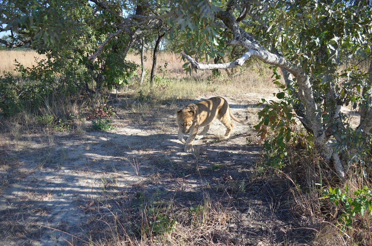 lion prowl bush free photo