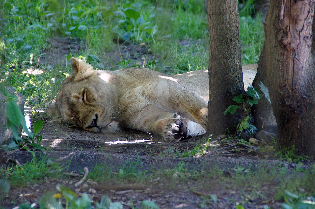 lion nature zoo free photo