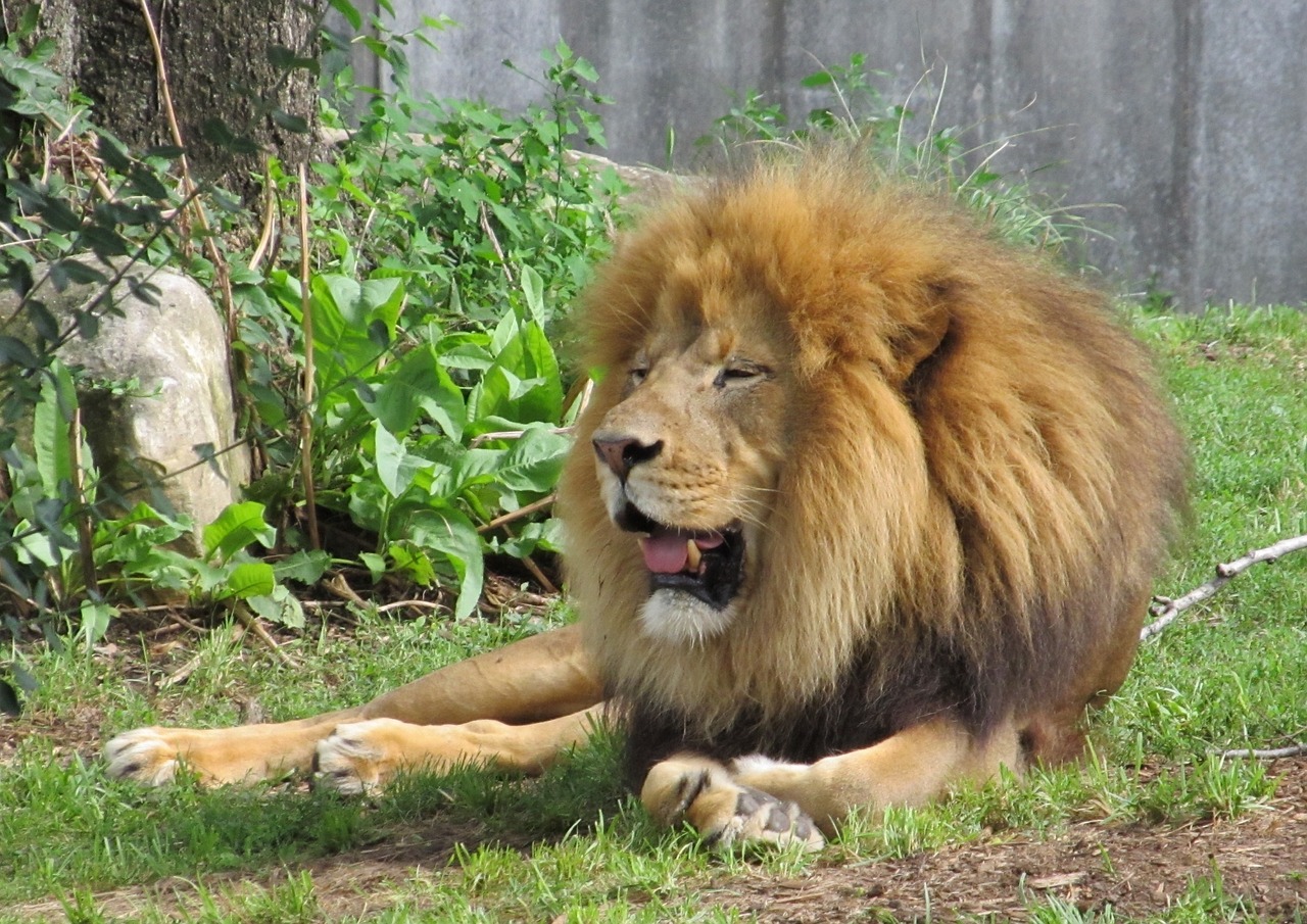 lion feline big cat free photo