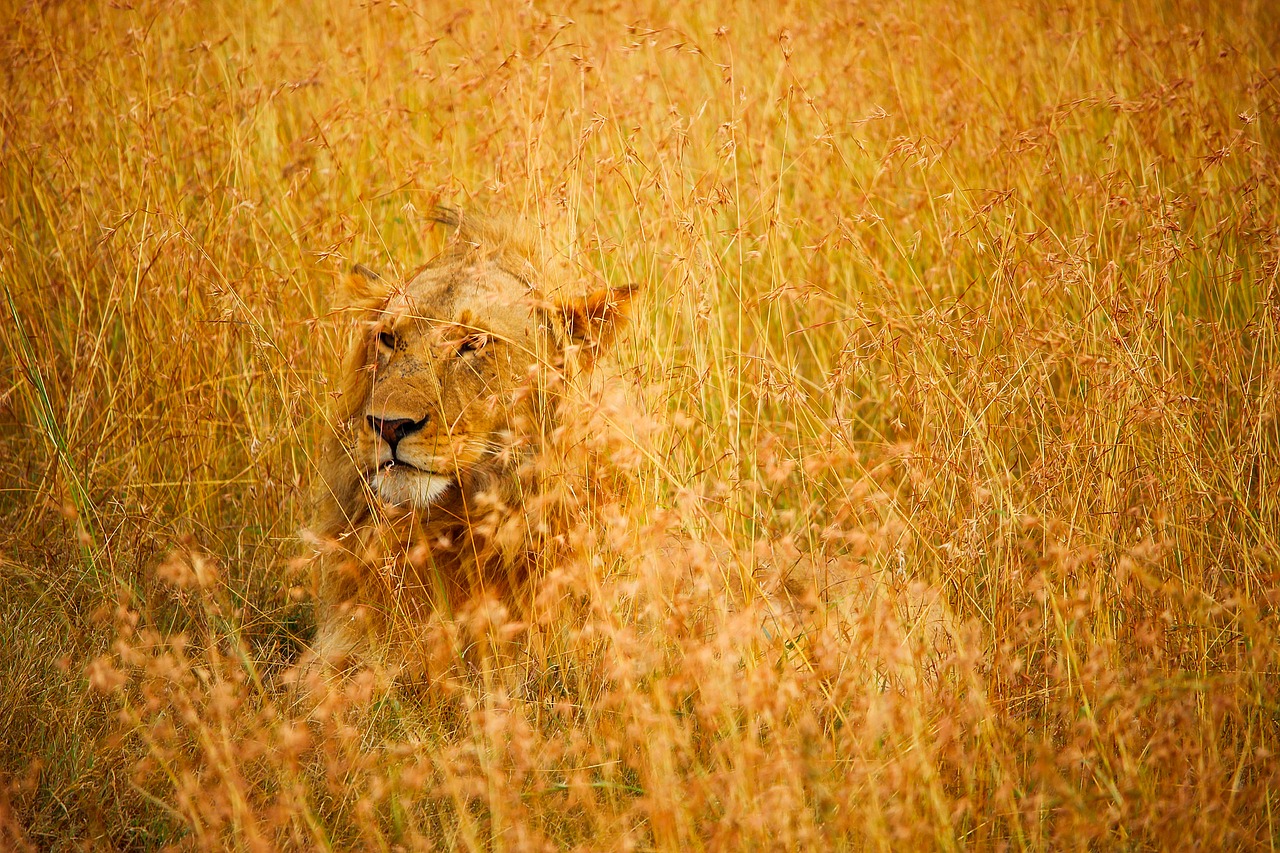 lion male wildlife free photo