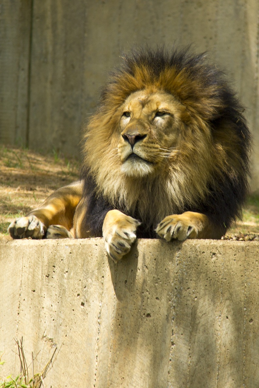 lion zoo animal free photo