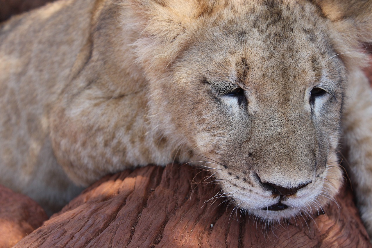 lion lion cub an free photo