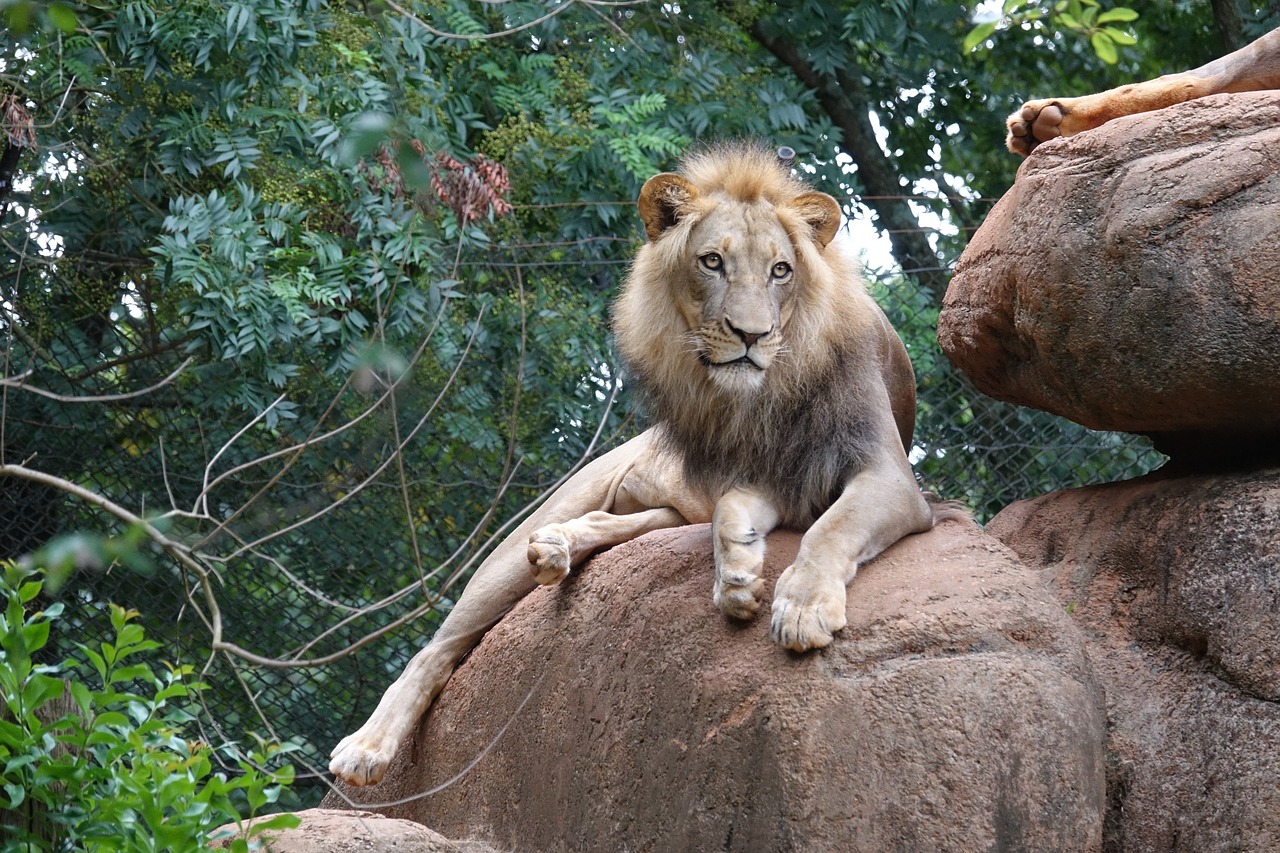 lion king of beast predator free photo