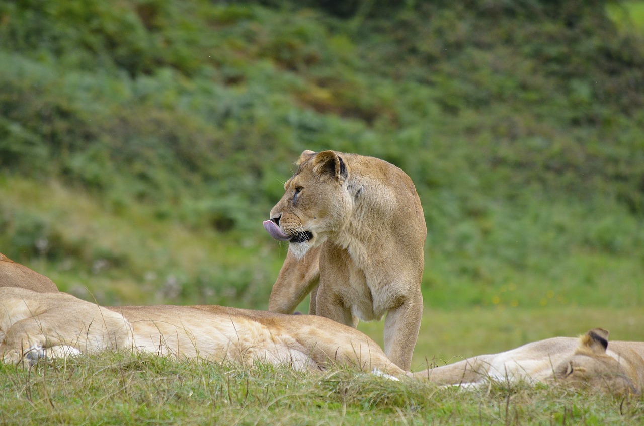 lion lioness wild free photo