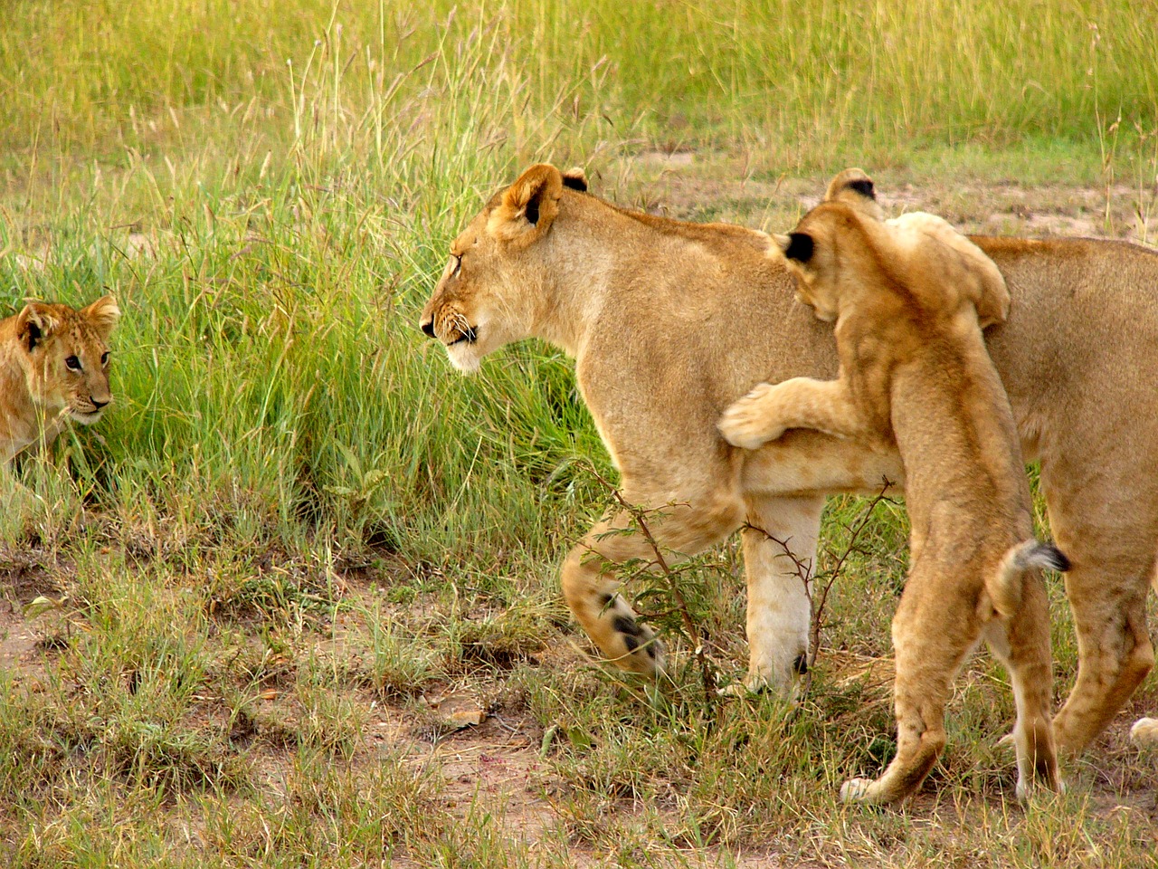 lion cub cub playing free photo