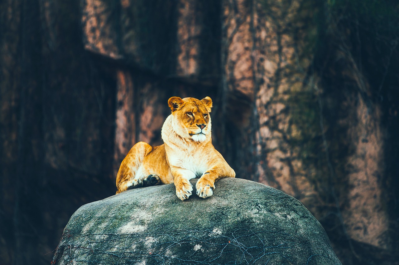 lion female rock free photo