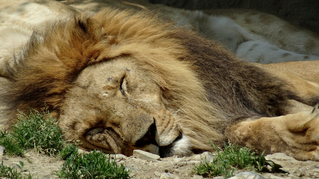 lion animals zoo free photo