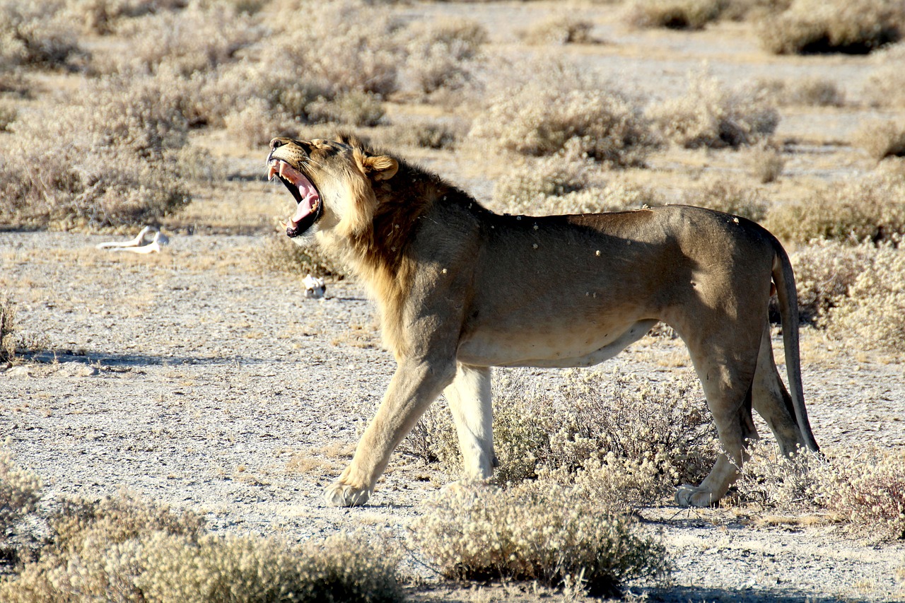 lion namibia etosha free photo