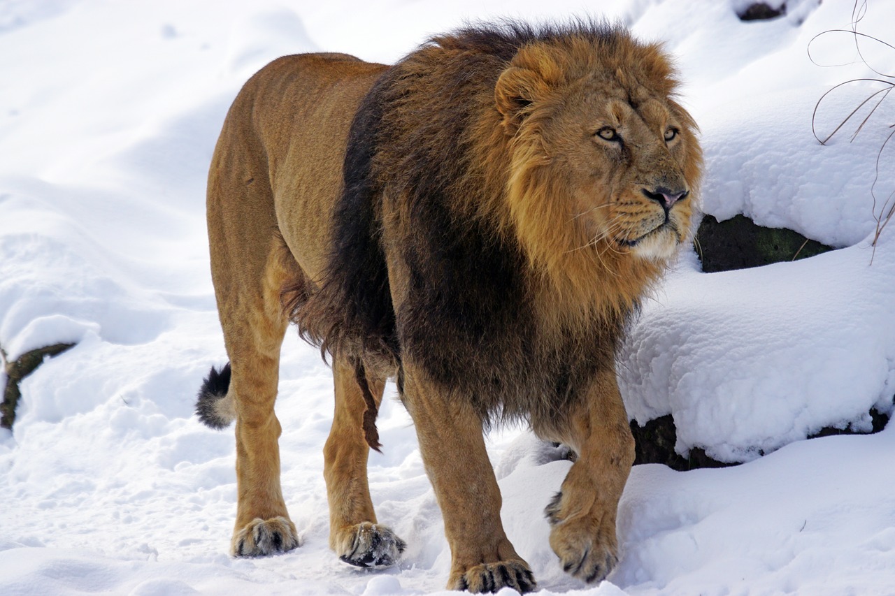 lion male indian free photo