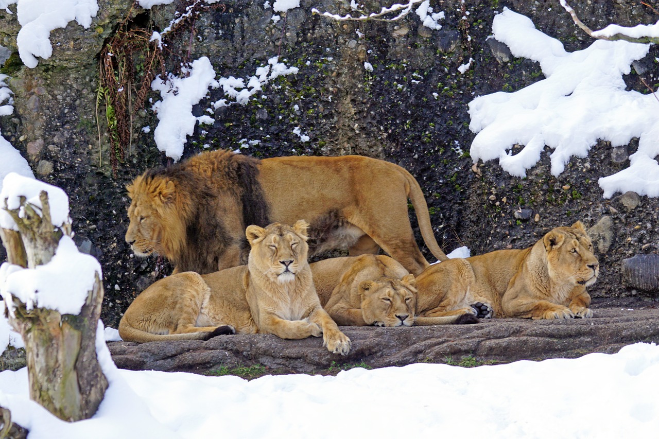 lion pride of lions predator free photo