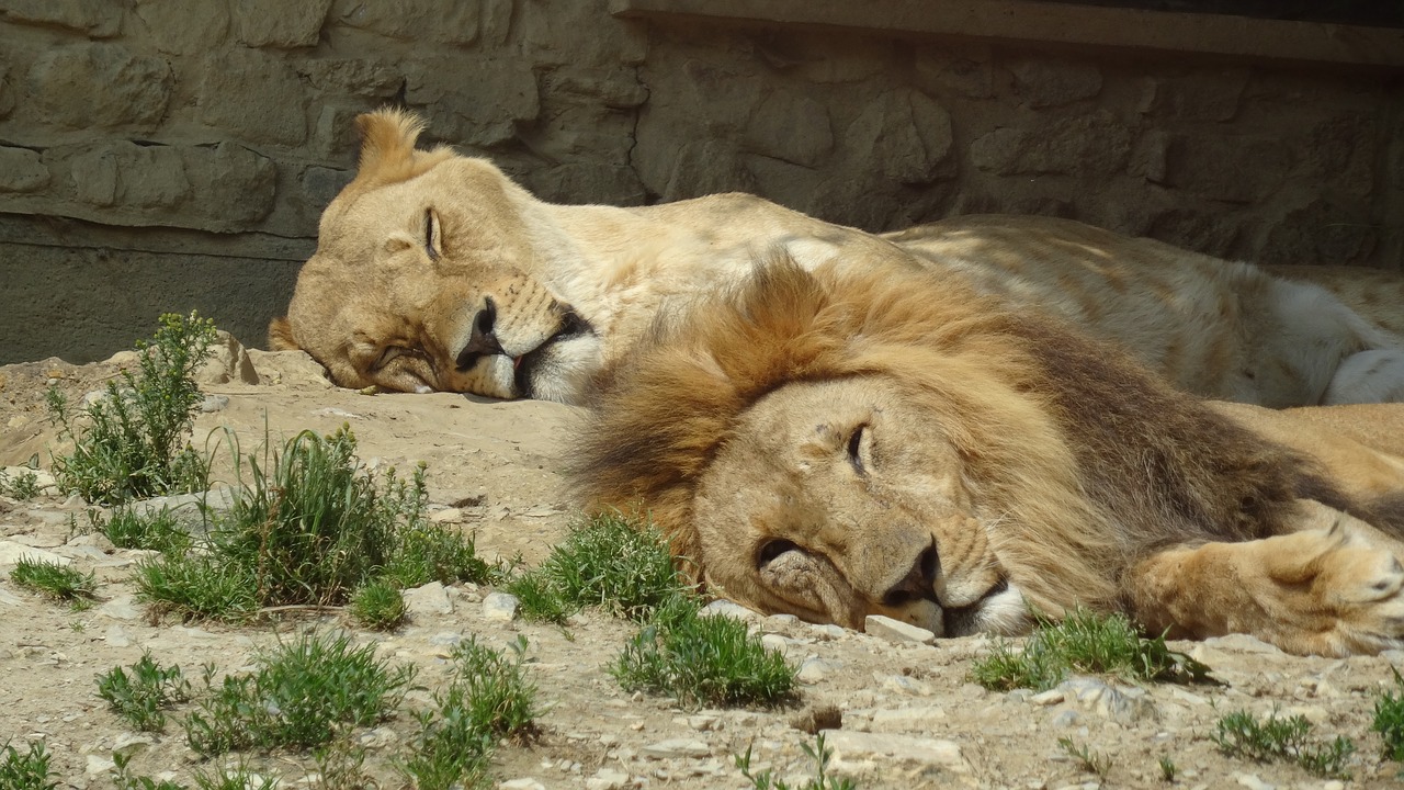 lion pair zoo free photo