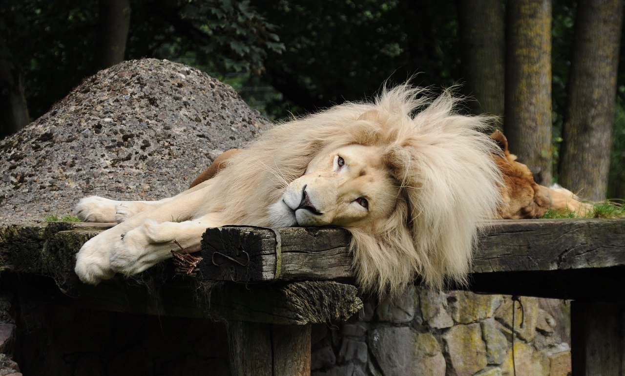 lion males mane free photo