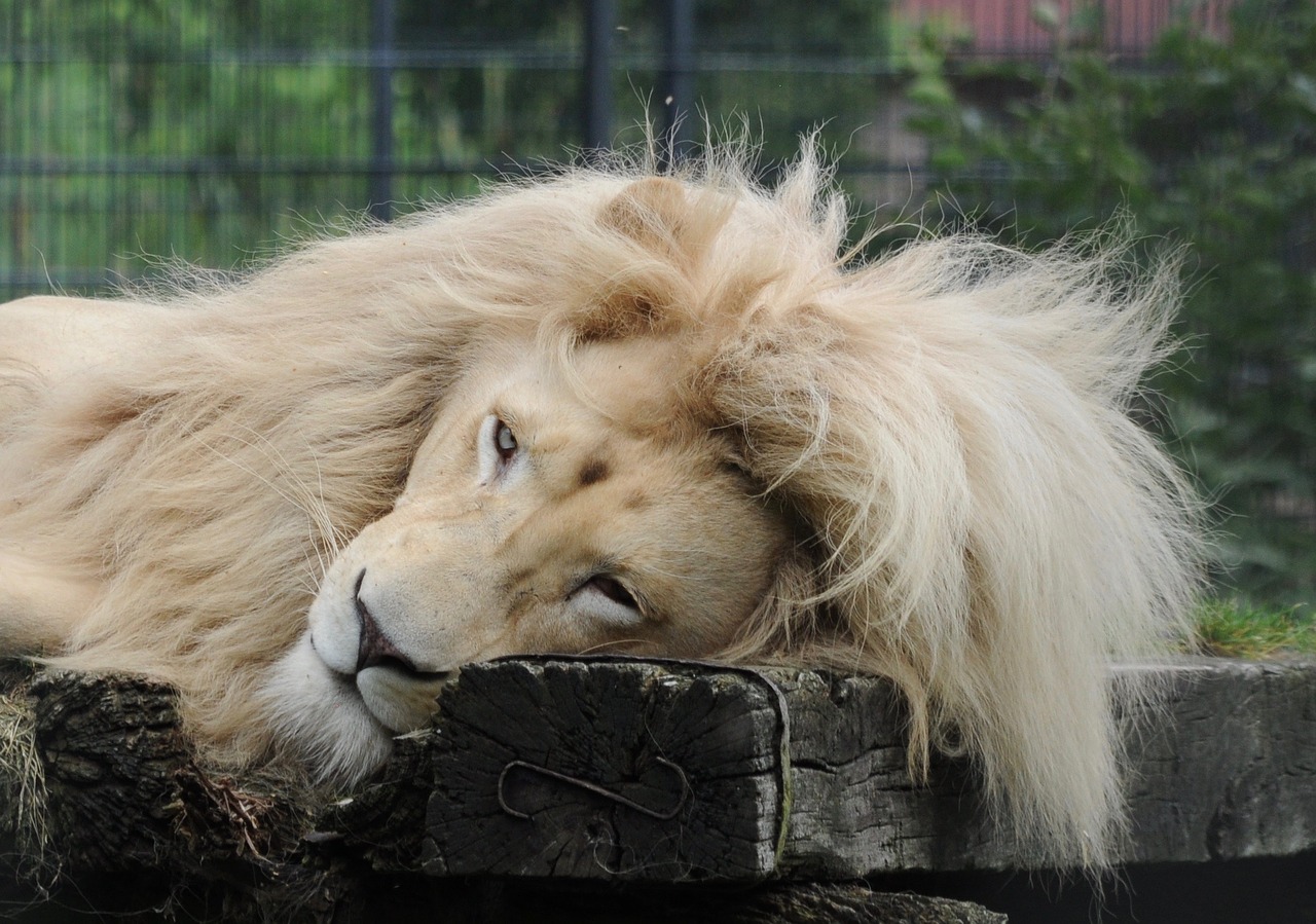 lion males zoo free photo