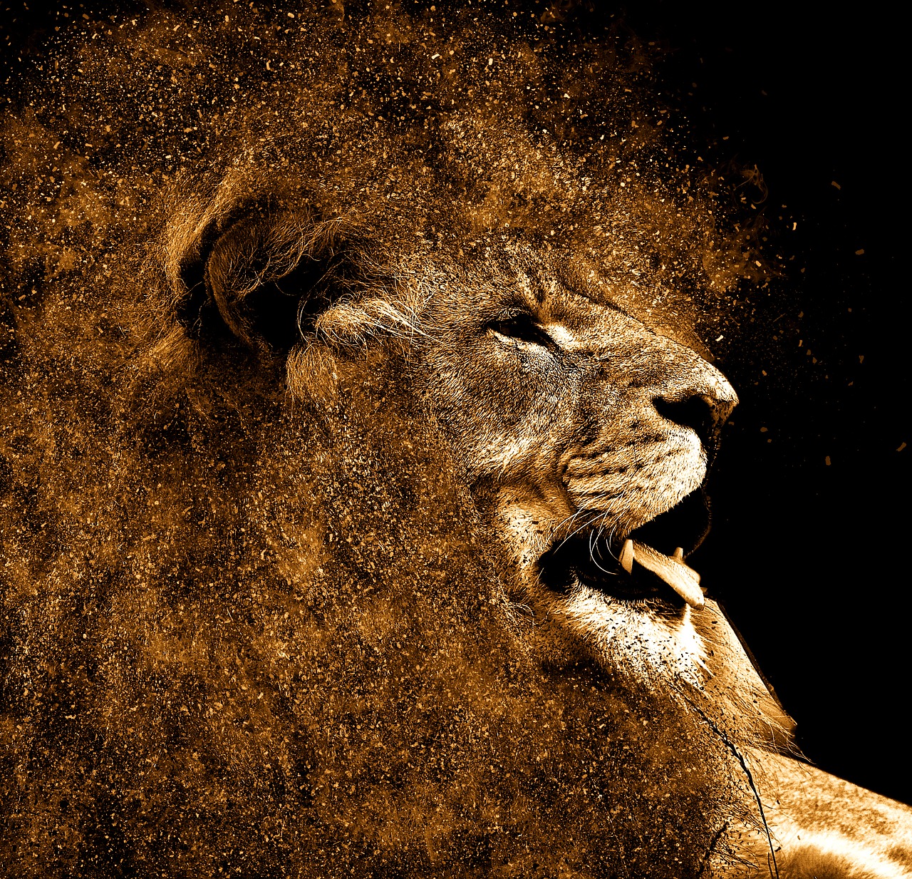 lion mane hair free photo