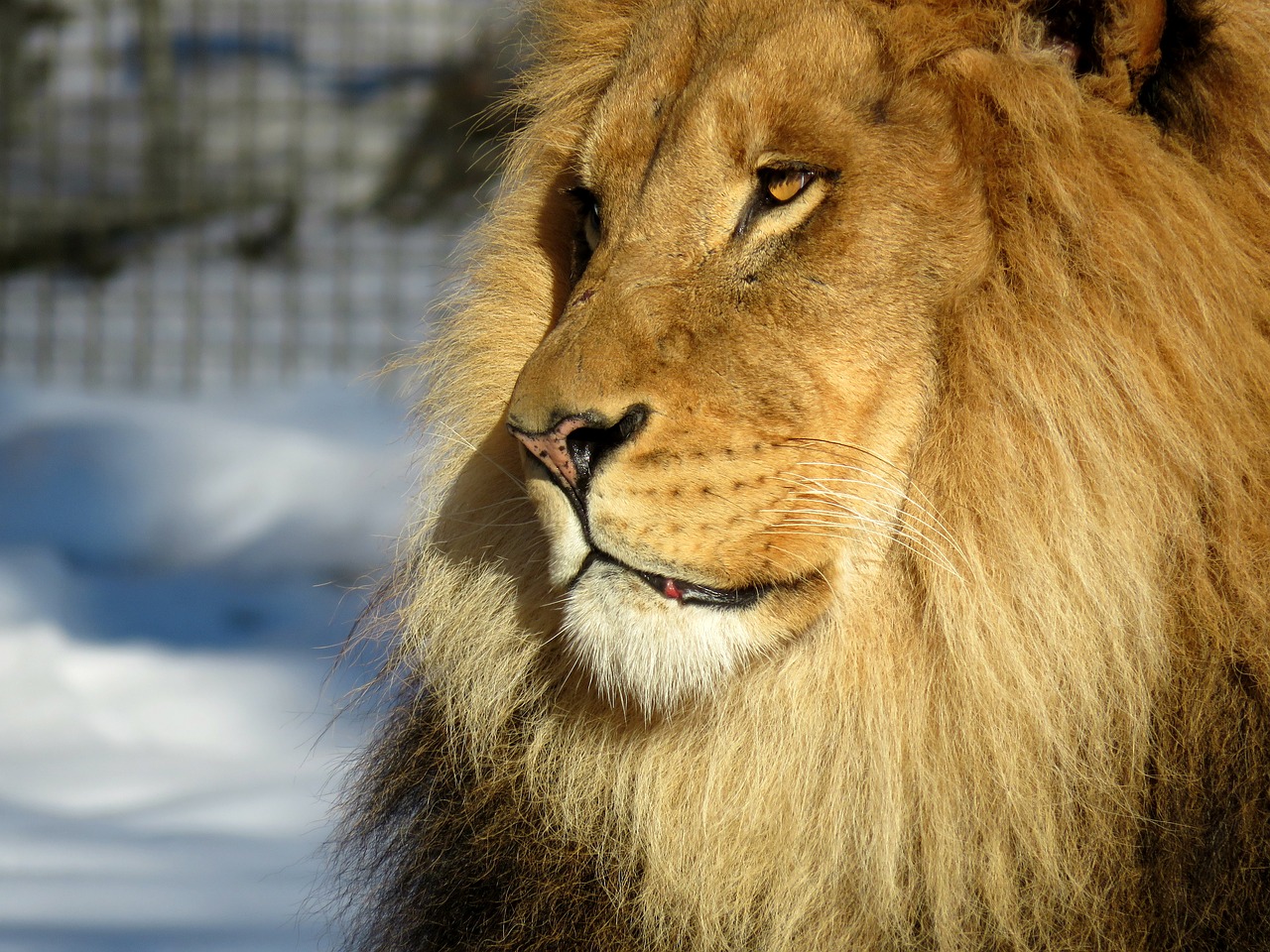 lion mane male free photo