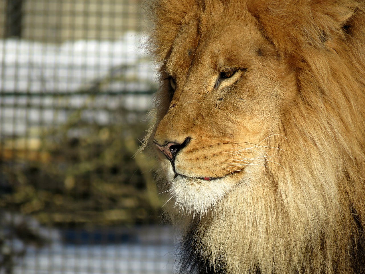 lion mane male free photo