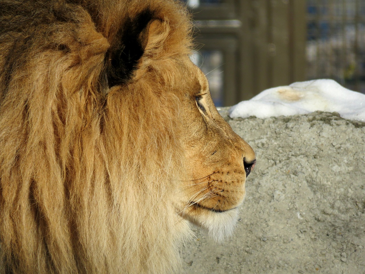 lion mane male free photo