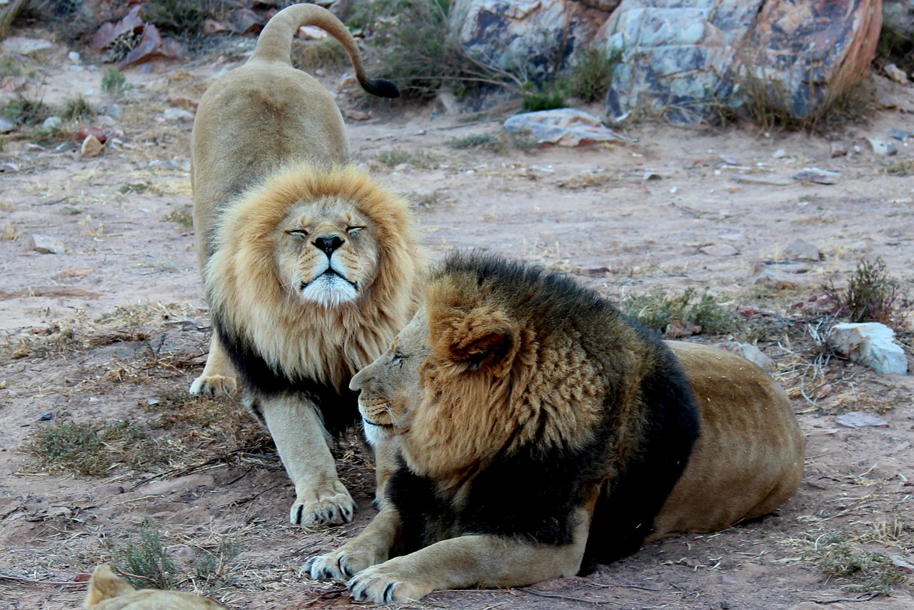 lion lions animals free photo