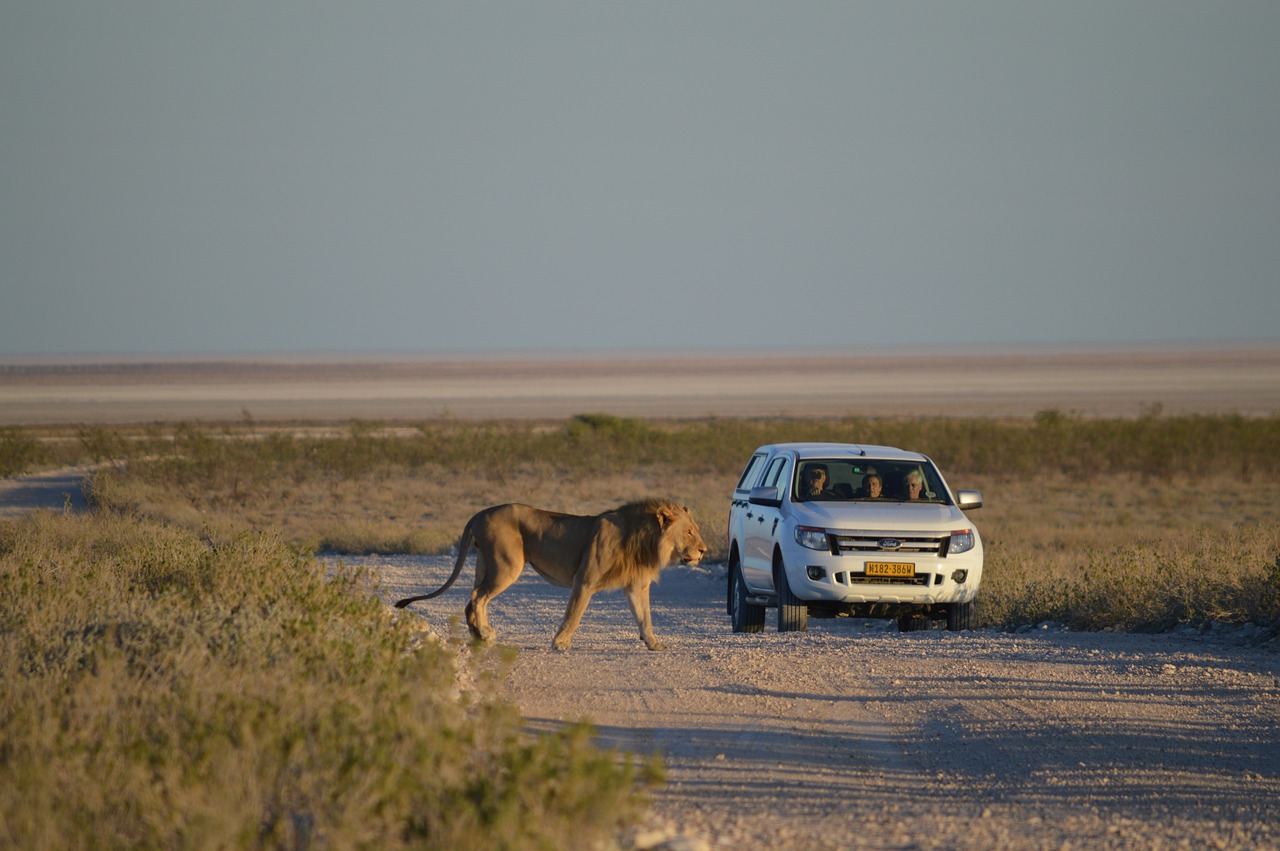 lion africa namibia free photo
