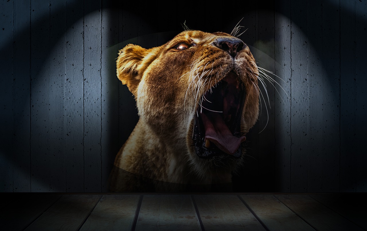 lion lion head teeth free photo