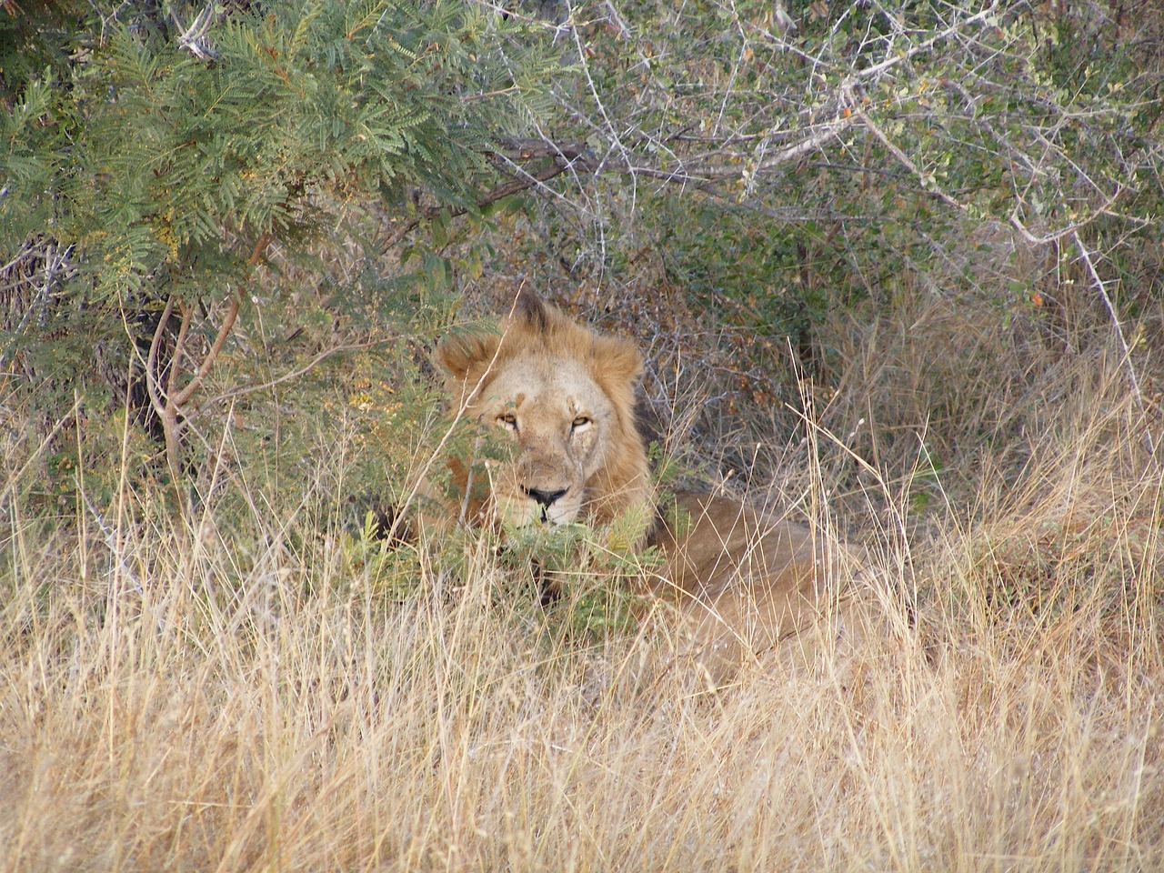 lion safari africa free photo