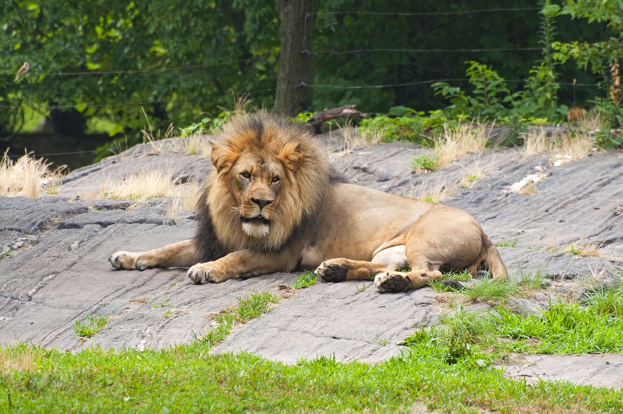 lion animals zoo free photo