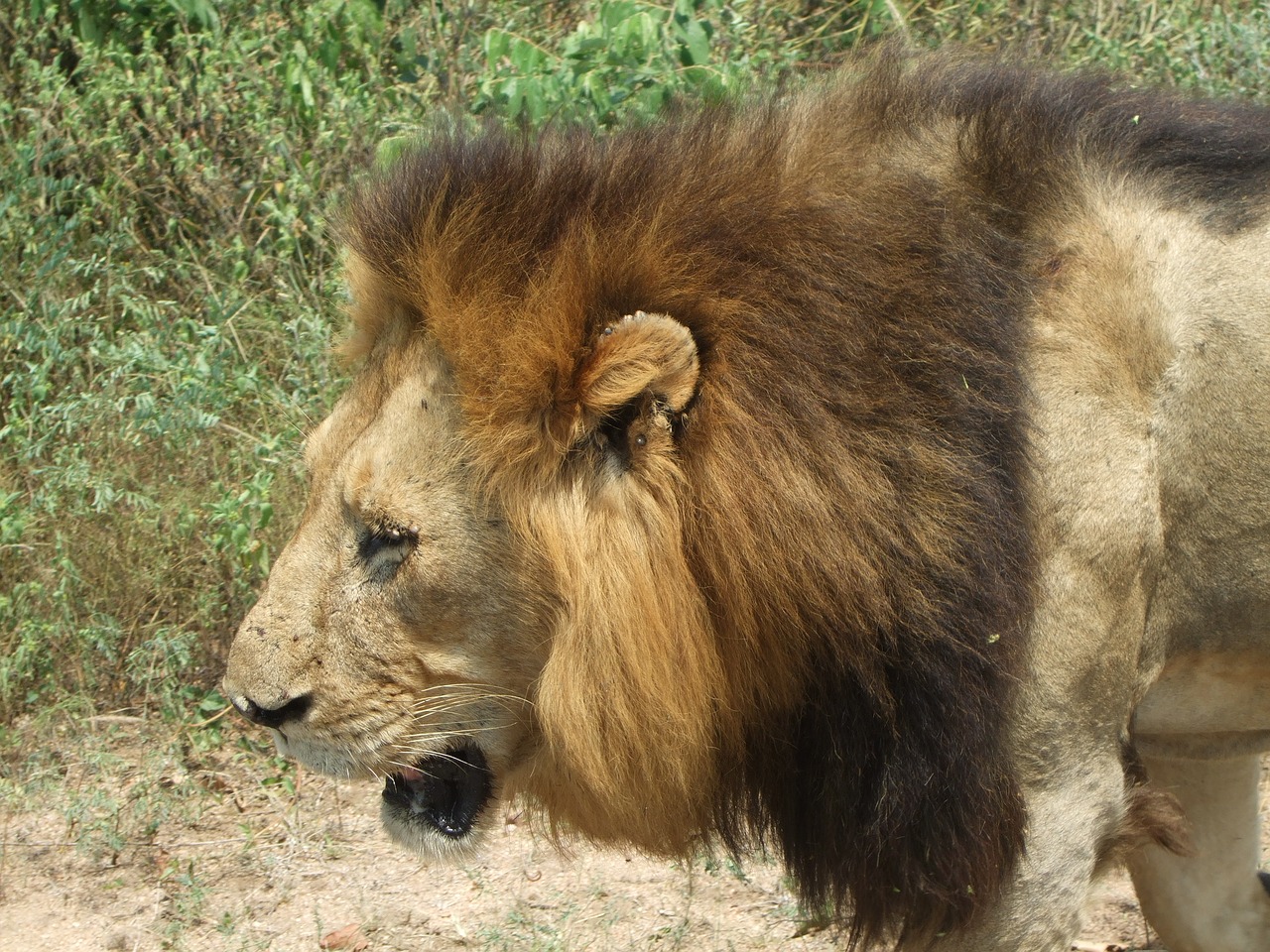 lion south africa king of the jungle free photo