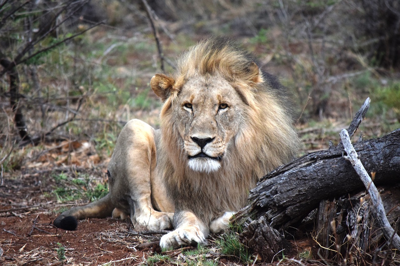 lion african face-on free photo