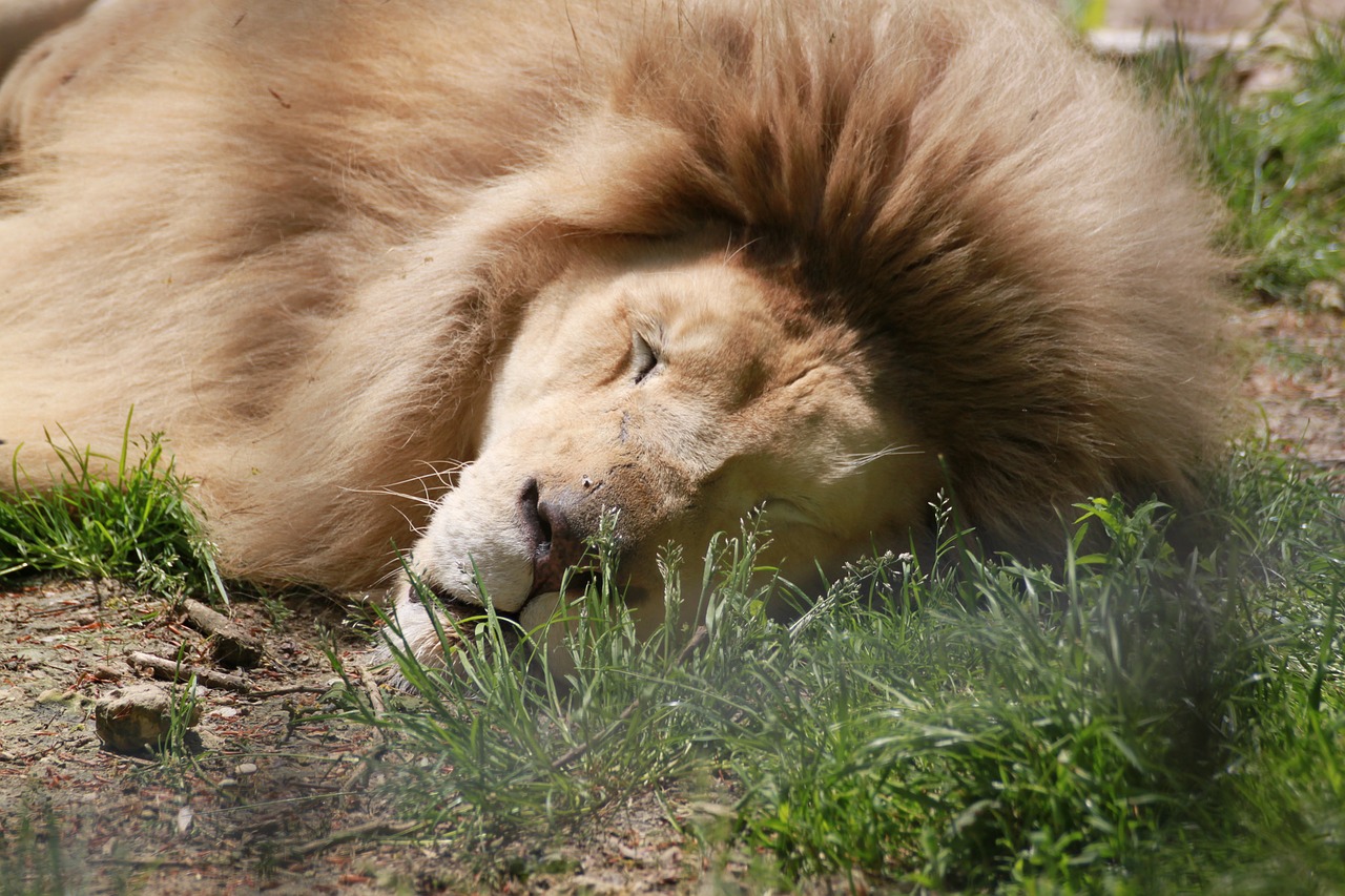 lion zoo beauvalle nap free photo
