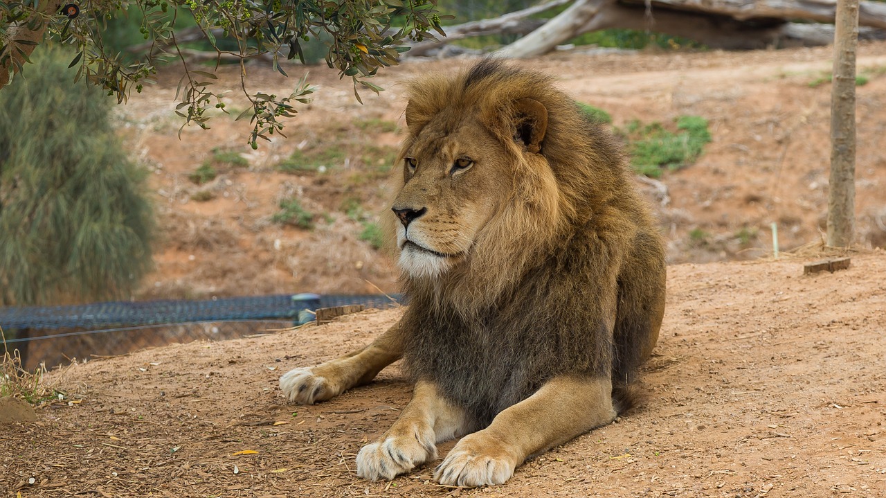 lion werribee zoo melbourne free photo