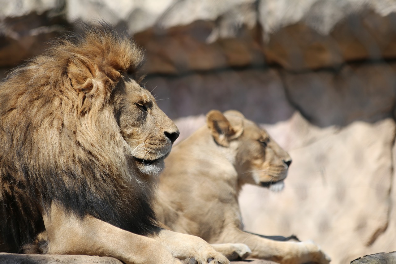 lion zoo big cat free photo