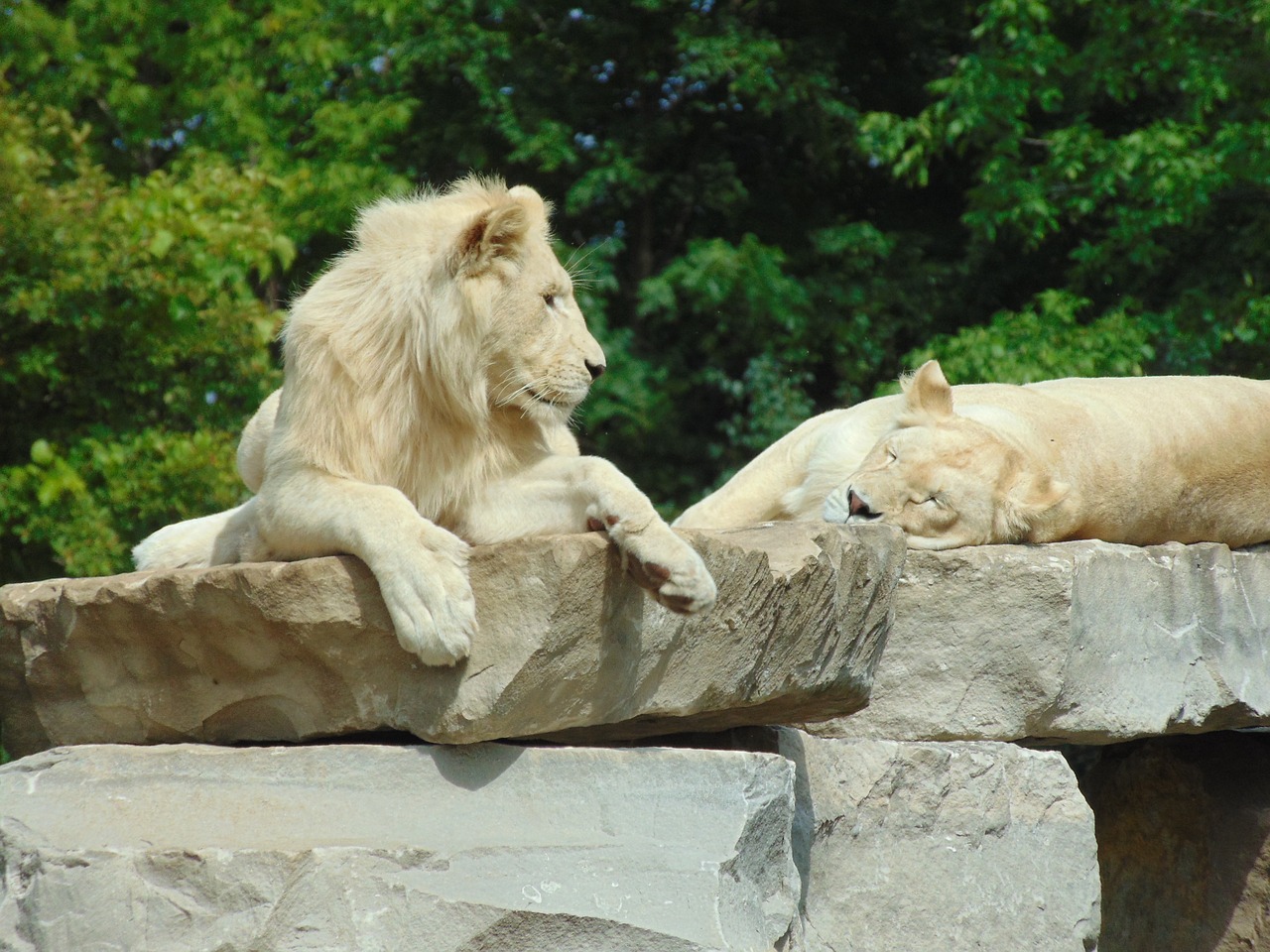 lion wild animal africa free photo