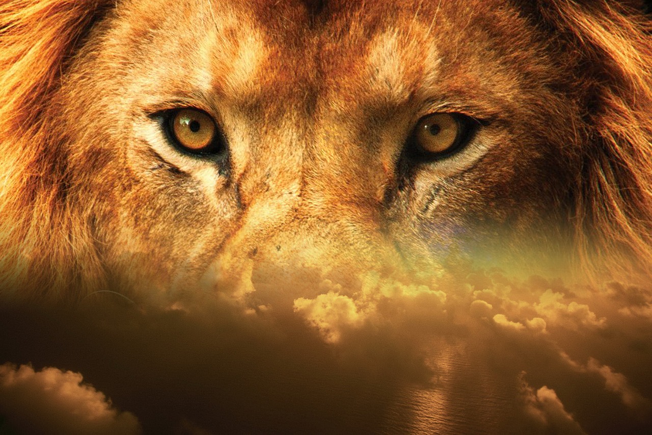 lion eyes sky free photo