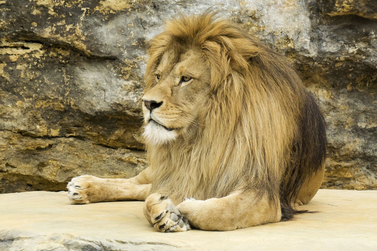 Lion rock. Лев с роскошной гривой. Лев лежит на Камне. Лев рок. Лев с гривой крупо.