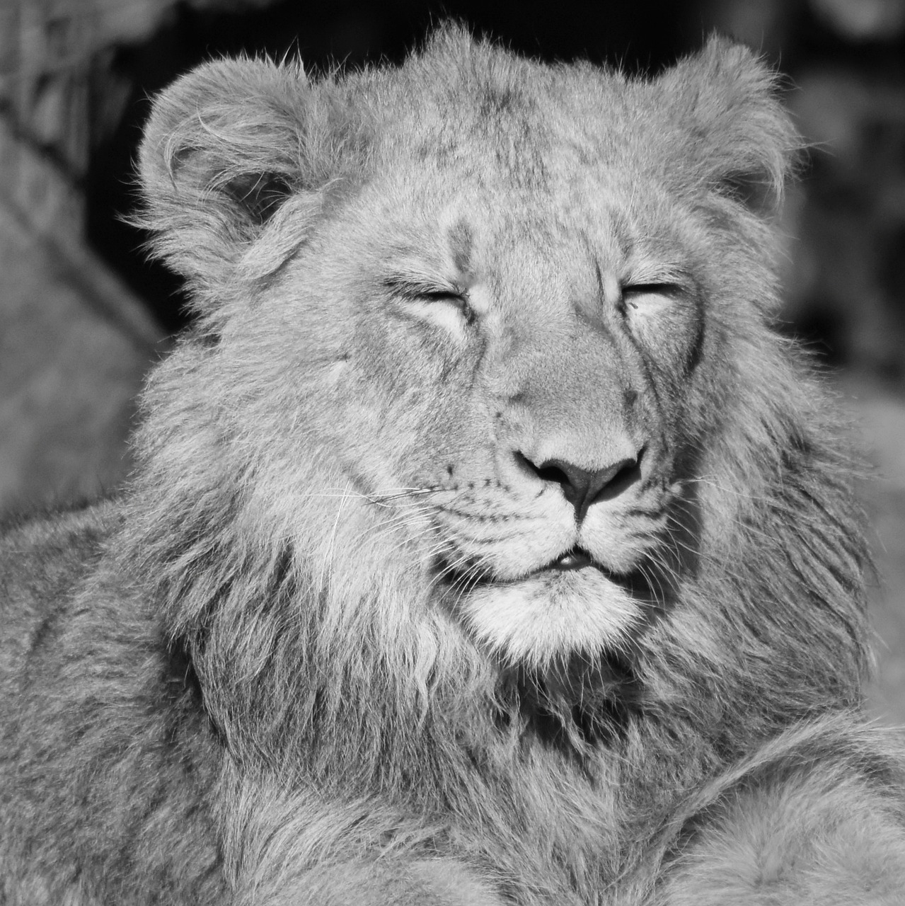 lion animal mammal free photo