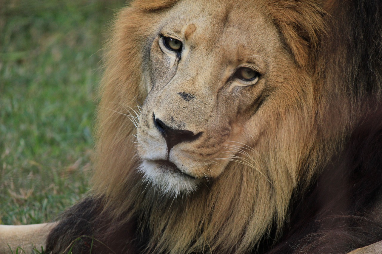 lion lion mane head free photo