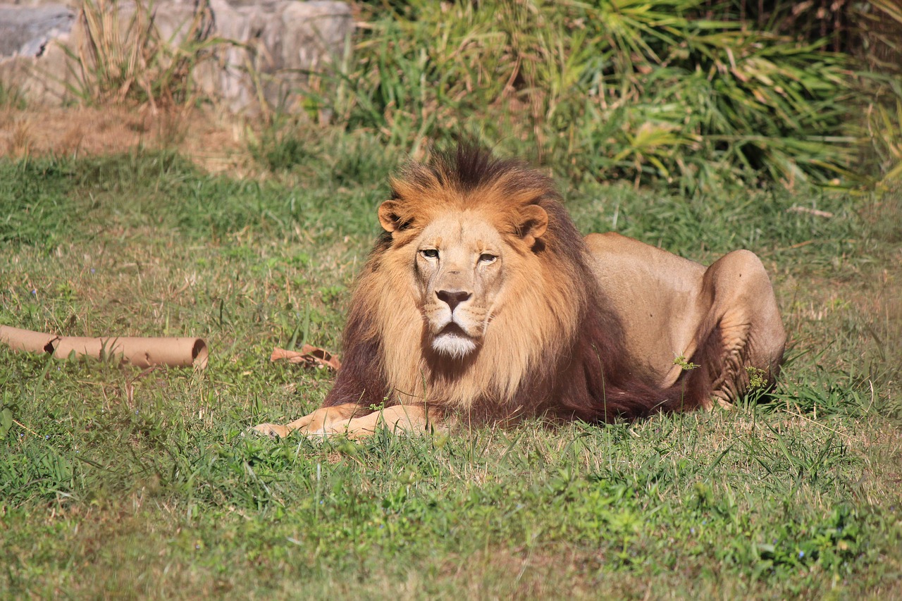 lion resting male free photo
