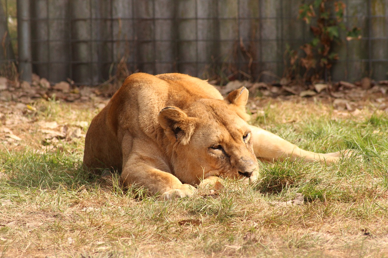 lion cat big cat free photo