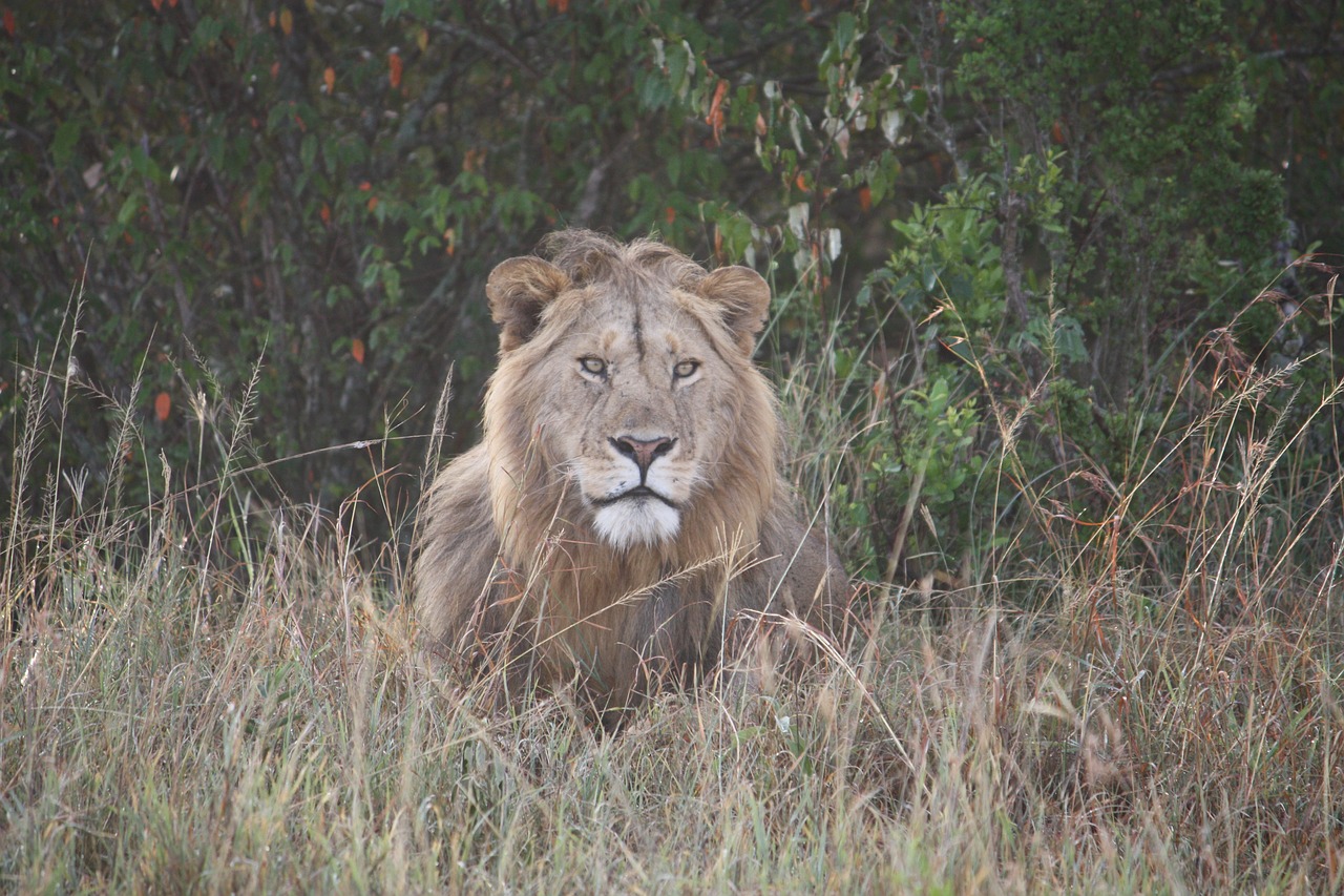 lion kenya wildlife free photo