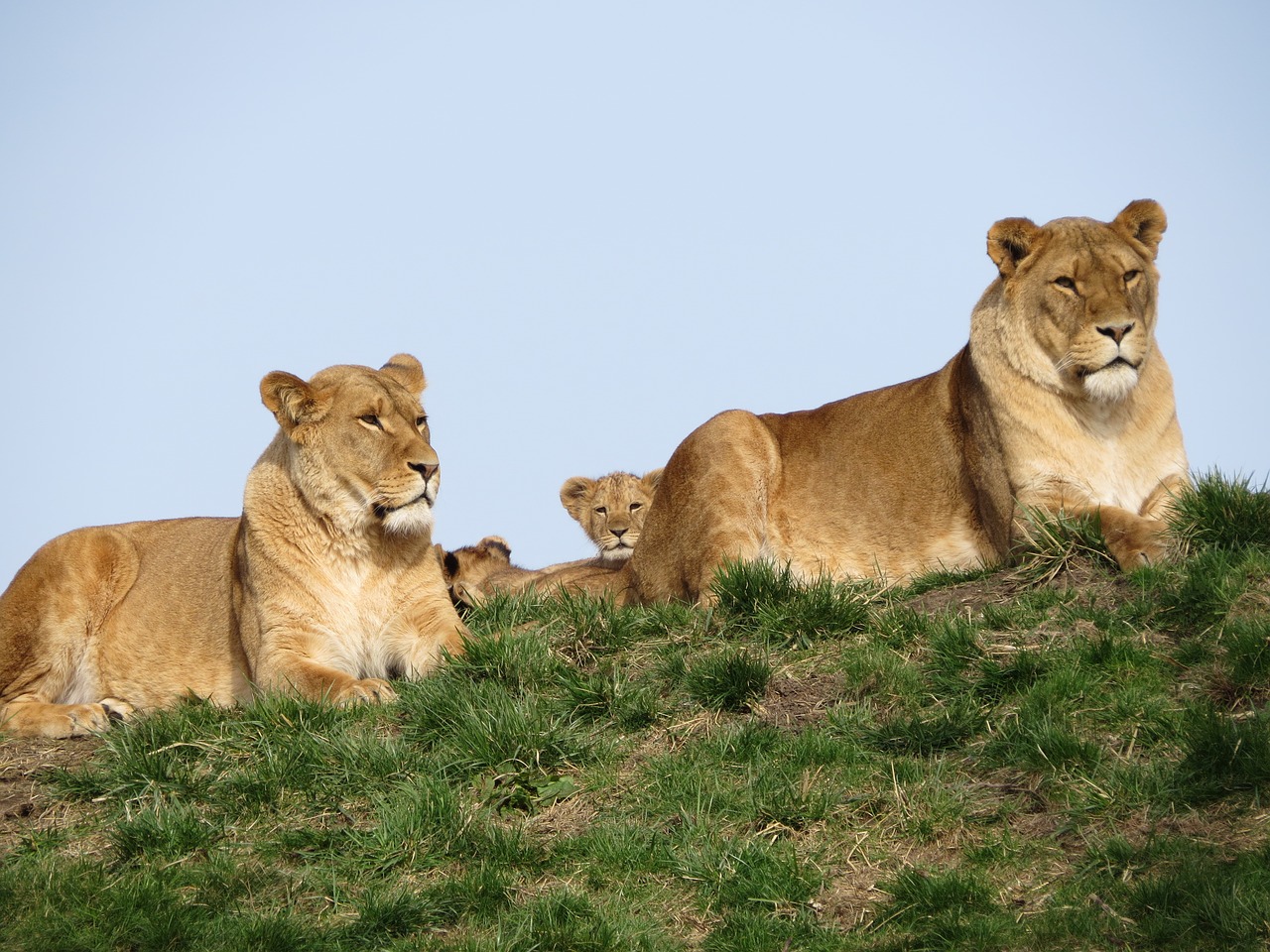 lion young cub free photo