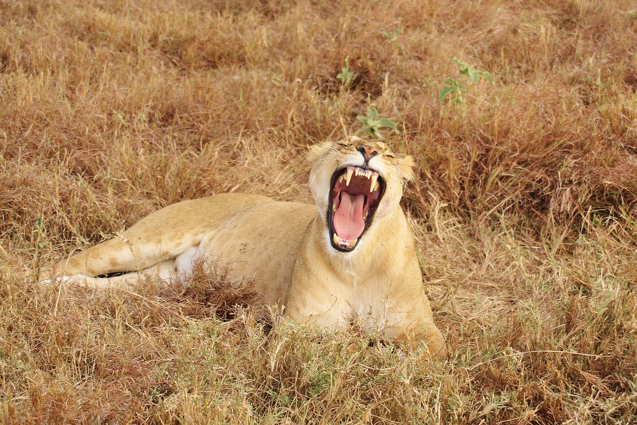 lion yawn animal free photo
