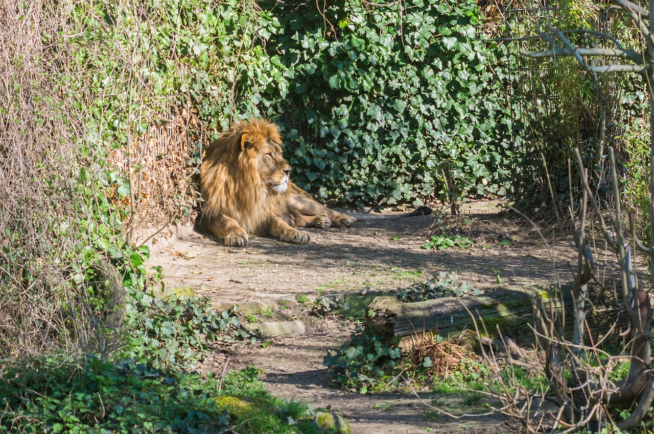 lion cat zoo free photo