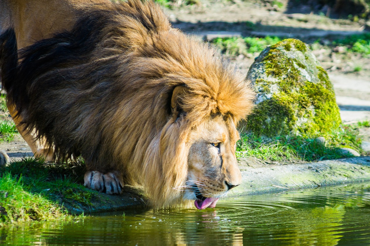 lion cat zoo free photo