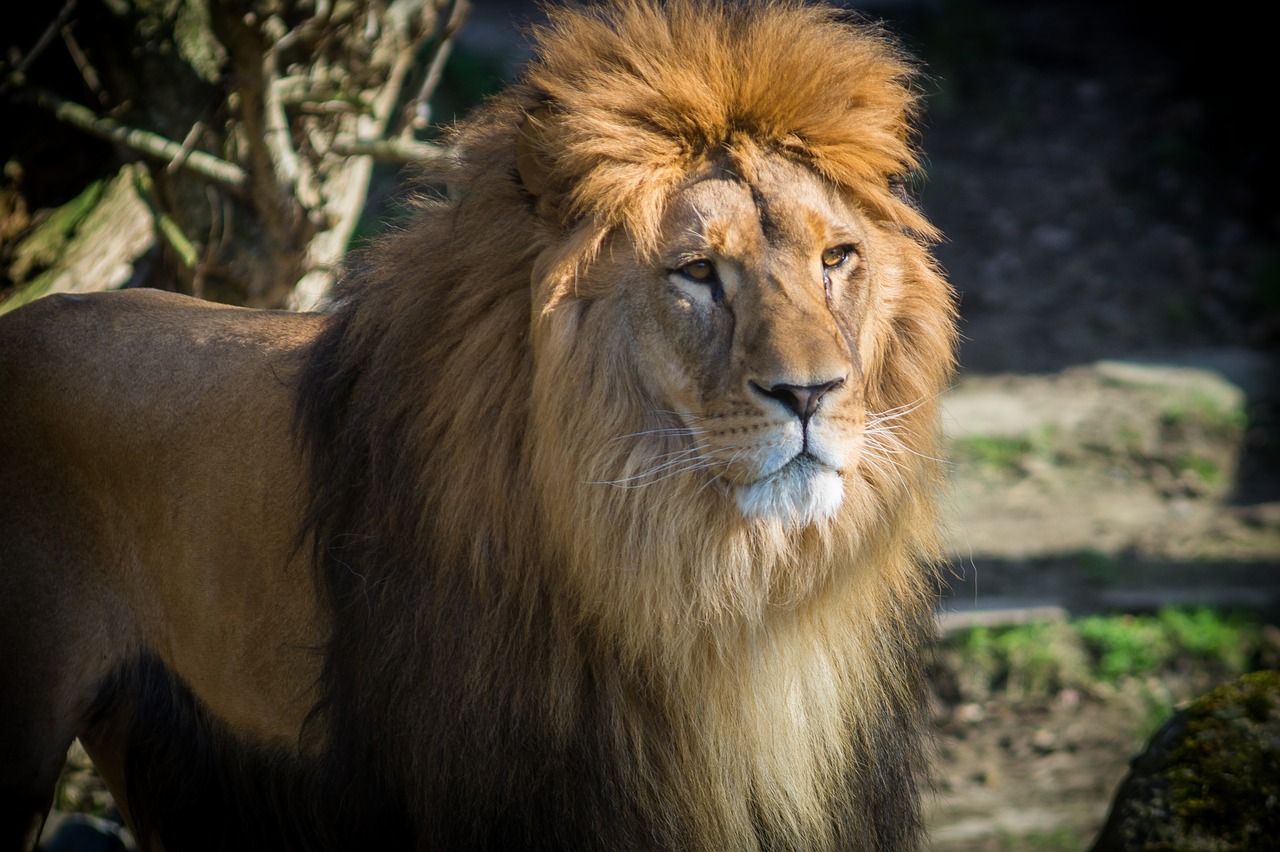 lion cat zoo free photo