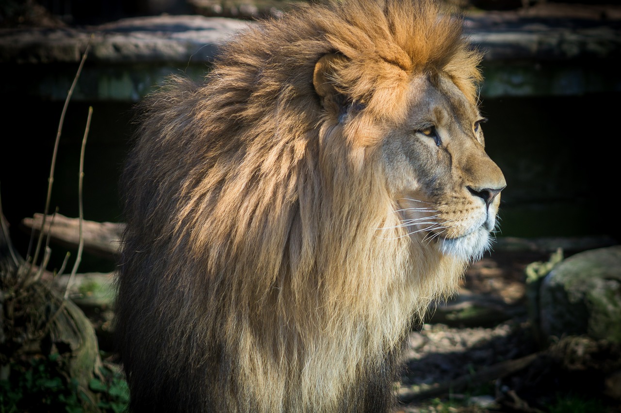 lion cat zoo free photo