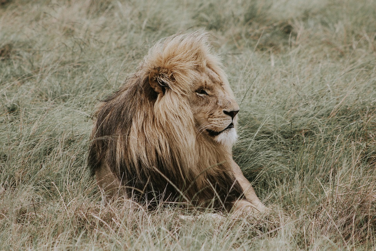 lion nala lion king free photo