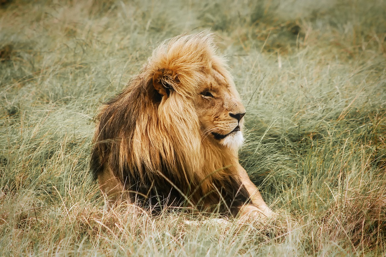 lion male resting free photo