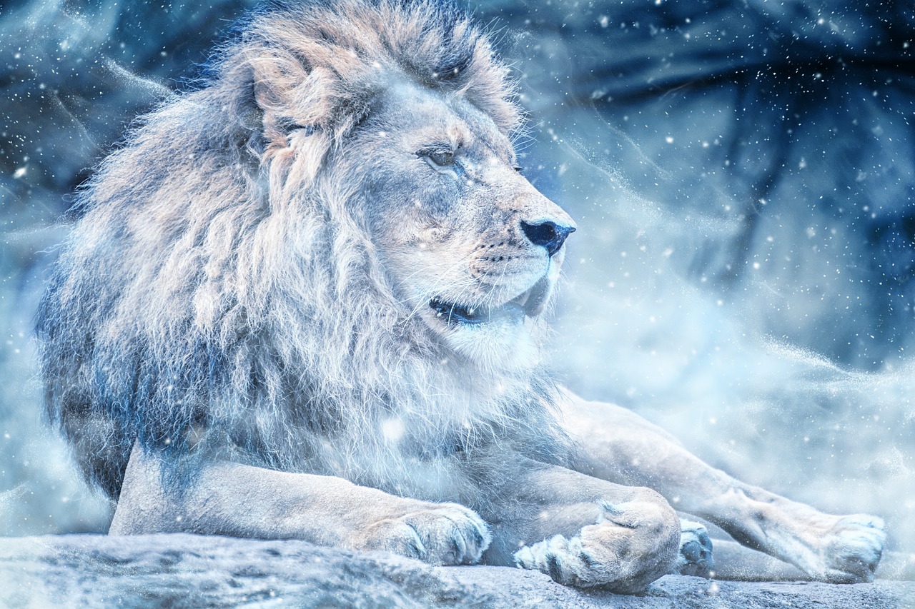 lion snow lying down free photo