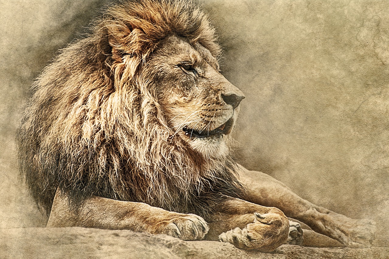 lion lying down art free photo