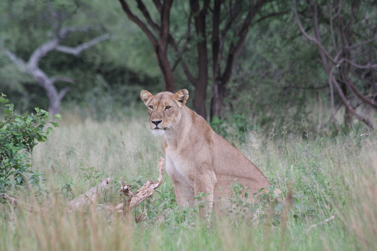 lion lioness africa free photo